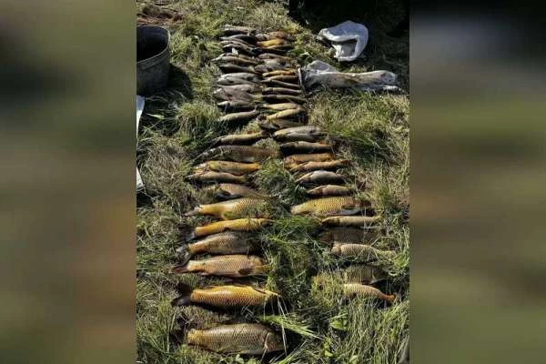 Жителя Курагинского округа ждёт суд за добычу в нерест 57 штук сазана