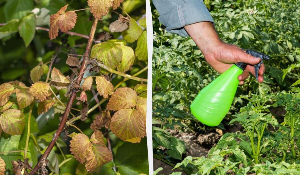 ������ ��������� ������ ��� ������ ������ � ��� ��� ��������