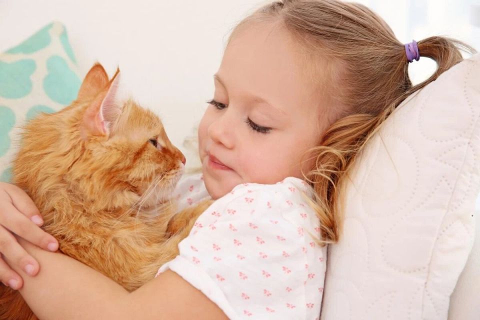 Лучшие породы кошек для семей с детьми: 10 самых дружелюбных нянь