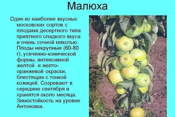 Яблоня малюха: компактное чудо для вашего сада