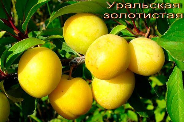 Удивительная сливовая реальность: как вырастить уральскую золотистую сливу на своем участке