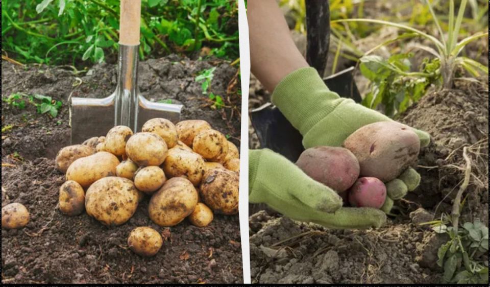 Когда настает время собирать урожай картофеля: советы по лунному календарю