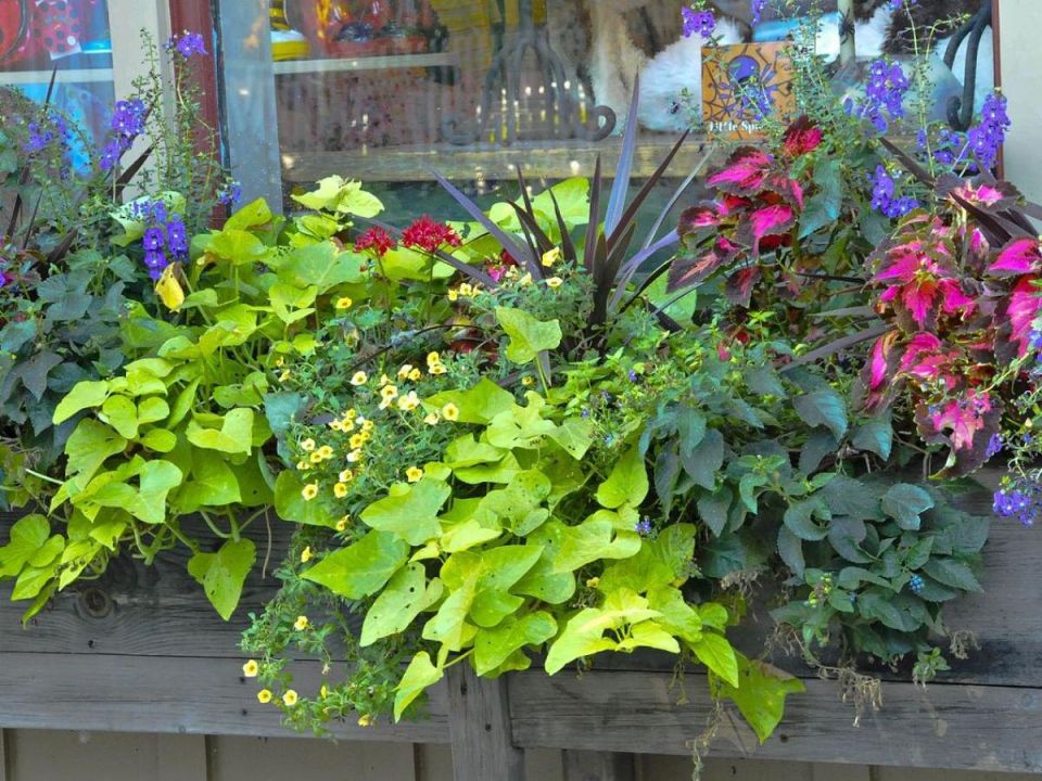 Создайте свой уютный мини-огород на балконе: простые секреты для городских садоводов