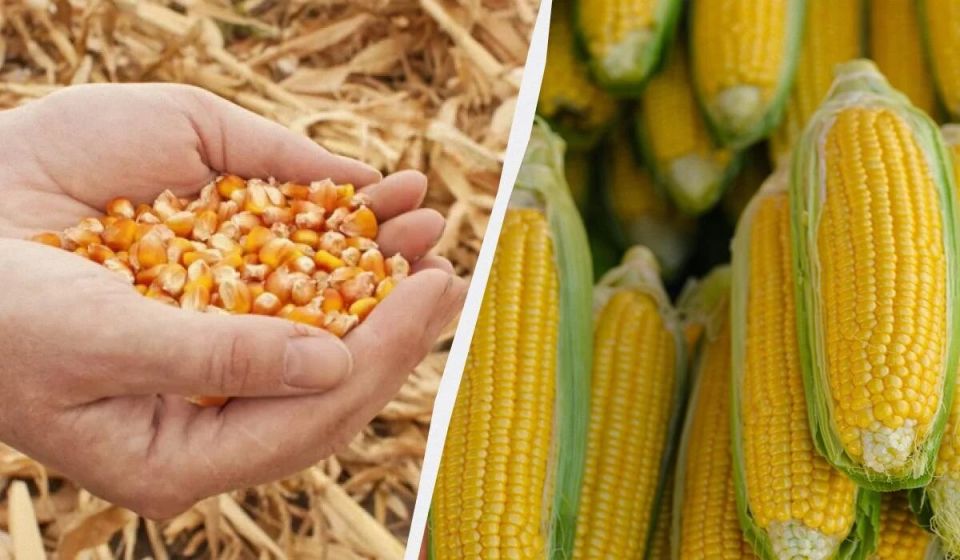 Когда идеальное время для посадки кукурузы в 2025 году: важные советы