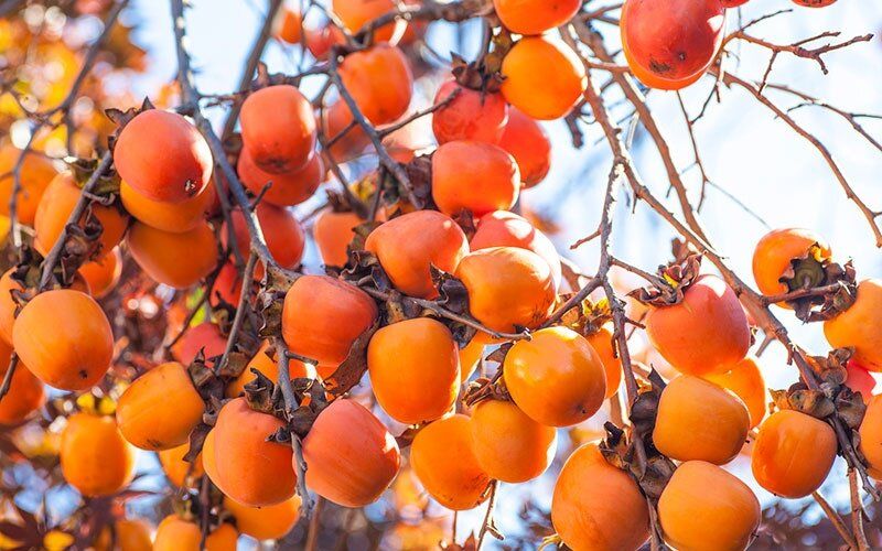 Хурма: ягода с удивительными свойствами и загадочным происхождением
