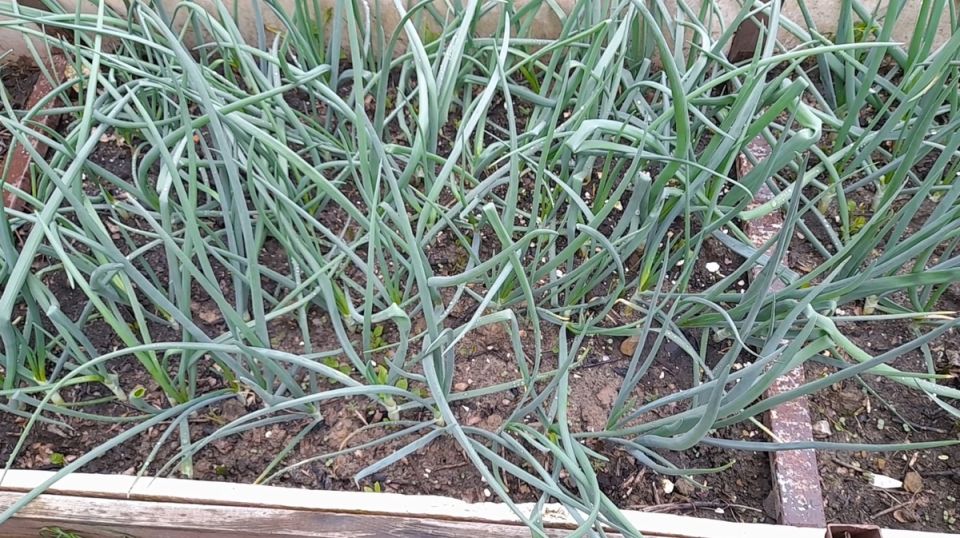 Лучшие секреты подкормки лука: как увеличить урожай в два раза