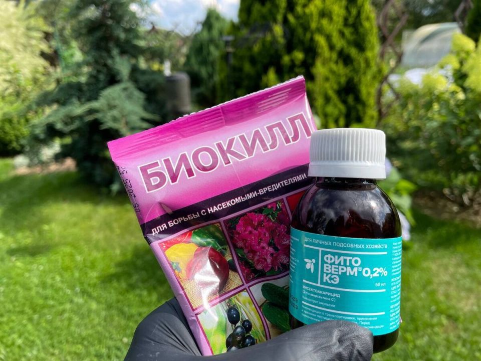 Как правильно использовать Фитоверм и Биокилл: советы по созданию мощного средства против вредителей