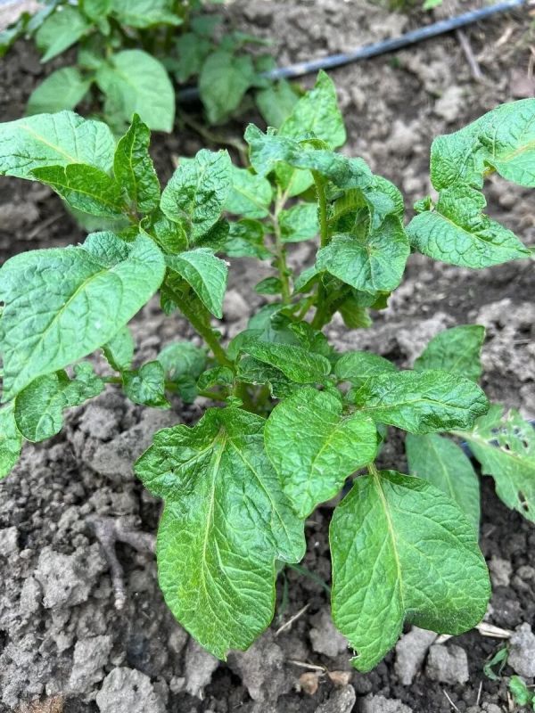 Как вирусы прячутся среди ваших растений: не дайте им шанса