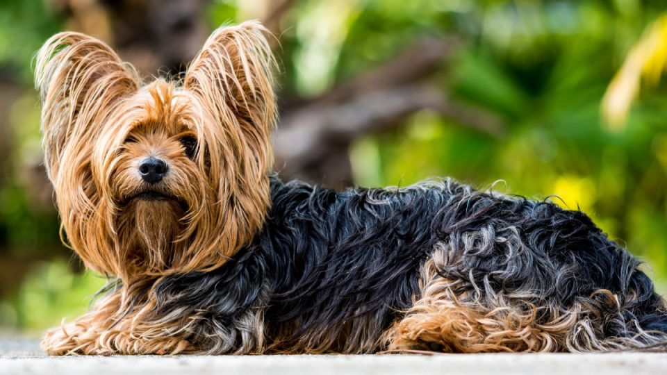 Хозяин йоркширского терьера требует компенсацию от страховой компании за смерть питомца