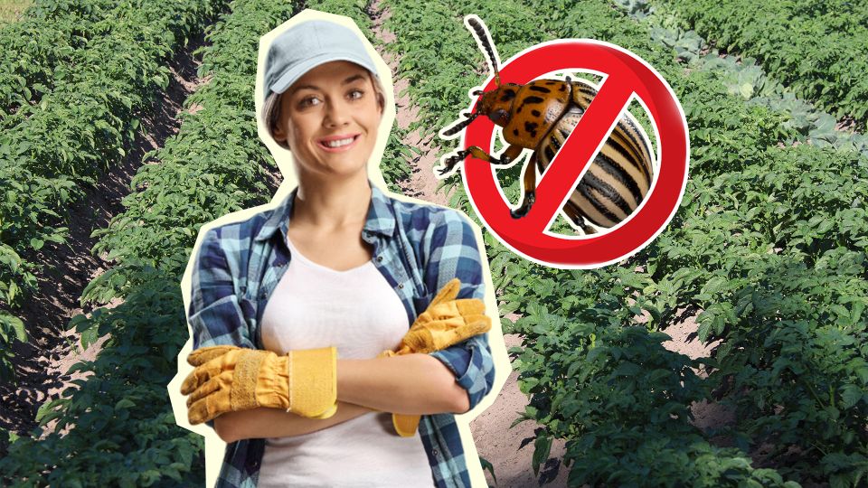 Это растение выгонит из огорода всех колорадских жуков: результат вас удивит