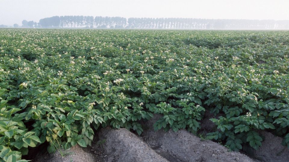 Обрываете плоды картофеля для увеличения урожая? Агроном предупредил о последствиях