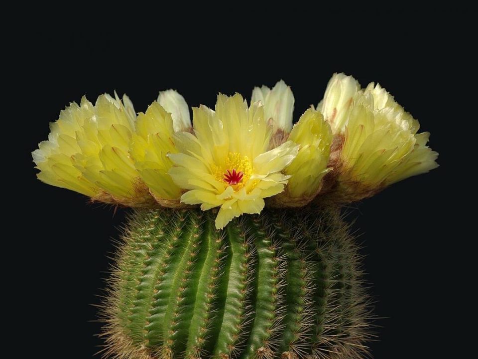 Как создать зелёный уголок в маленькой квартире: идеальные растения для компактного сада