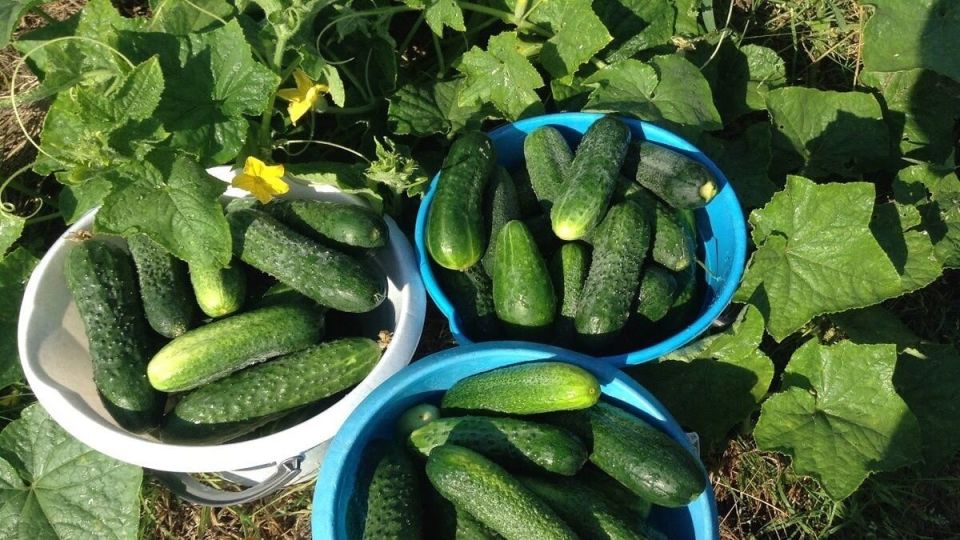 Секреты огородников: как вырастить урожайные огурцы, о которых все мечтают