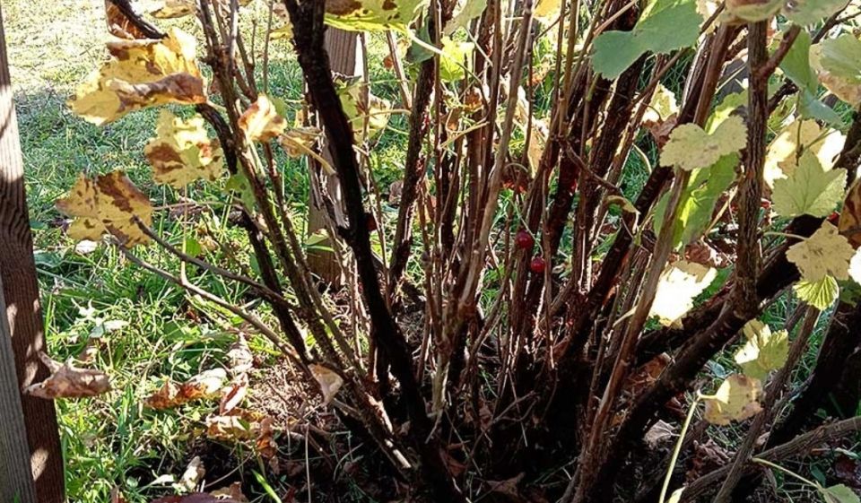 Как правильно подготовить смородину к зиме: осенние советы для необычного урожая