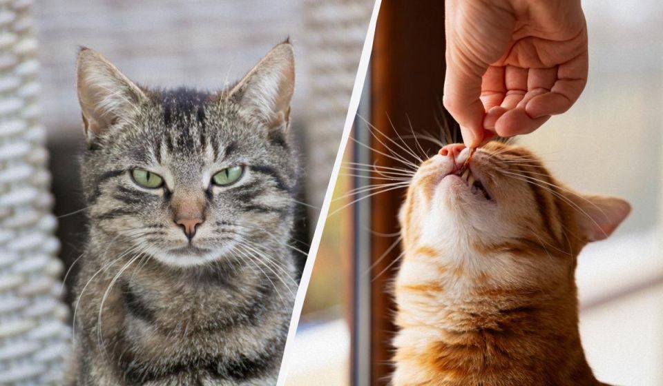 Миссия: преодолеть таблетку