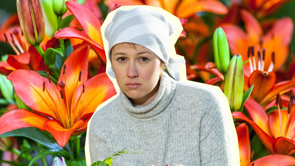 Никогда не совершайте эту ошибку с лилиями: пышных цветов так и не увидите