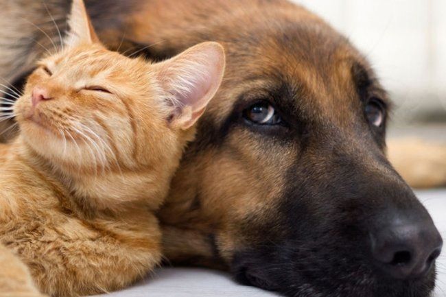 Госдума предлагает ограничения на количество домашних животных в??ных помещениях