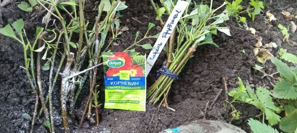 Как успешно укоренить черенки плодовых и декоративных кустарников