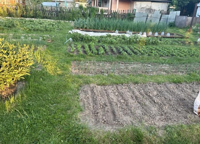 Сода в огороде: два универсальных применения для дачников