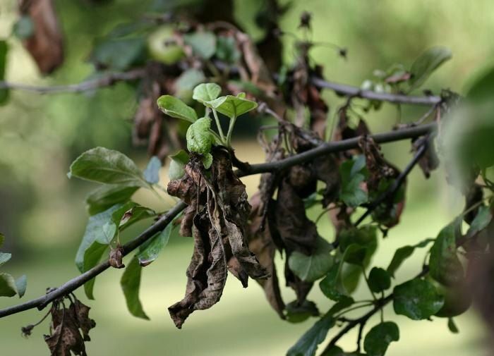 Обрезка яблонь в ноябре: как подготовить деревья к зиме и будущему урожаю