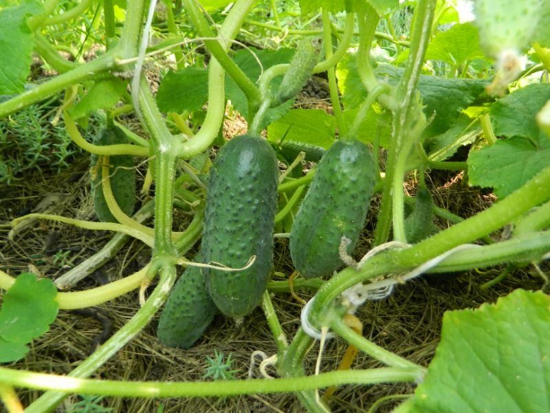 Лунный календарь: садовые планы на первую неделю июля