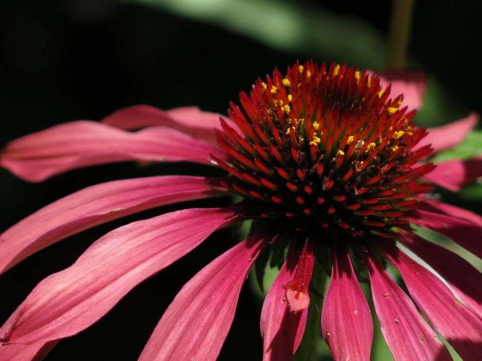 Розы в саду: легко ли их заменить эхинацеей, лавандой и шалфеем?