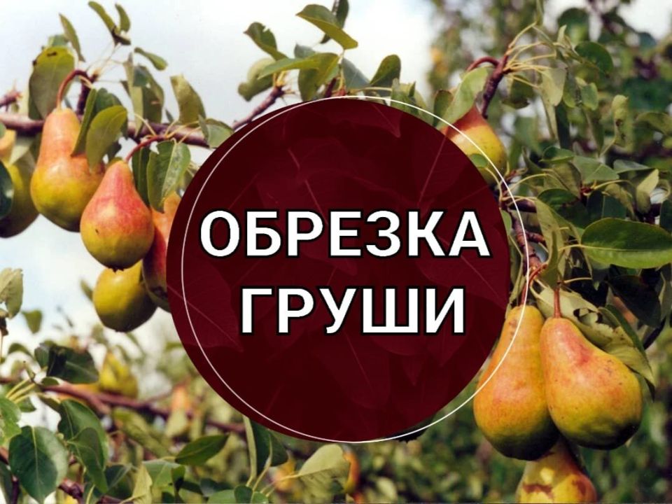Правильная обрезка груши: осень или весна?