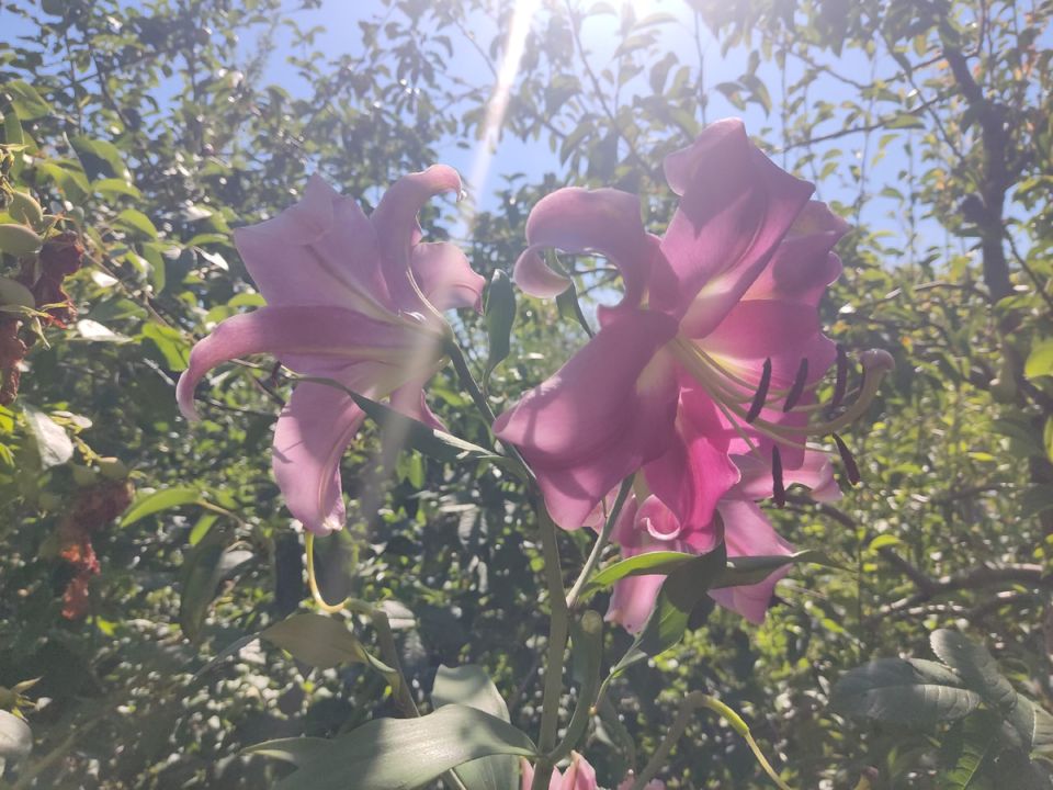 Создаем новый сад: советы для начинающих после переезда