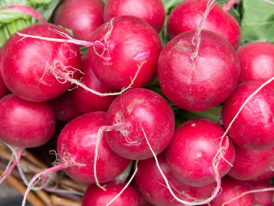 Как вырастить редиску на три недели раньше: секреты успешного урожая