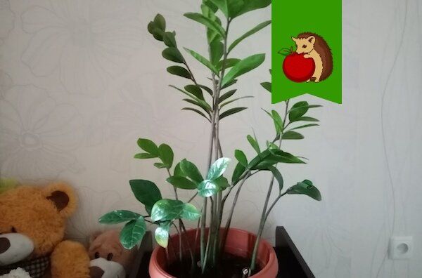 Как выращивать замиокулькас: простые секреты для новых побегов