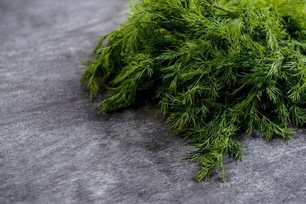 Укроп Гренадёр: секреты успешного выращивания урожая