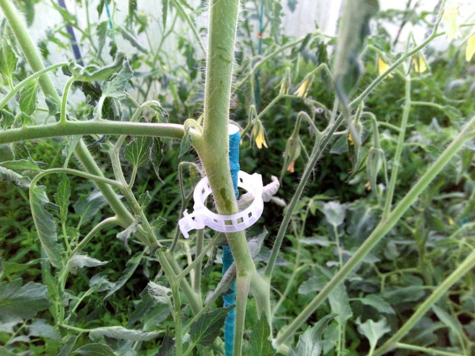 Как эффективно подвязывать овощи: советы для сада и теплицы