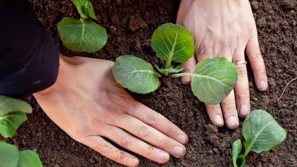 Новый подход к выращиванию капусты: секреты высокой урожайности