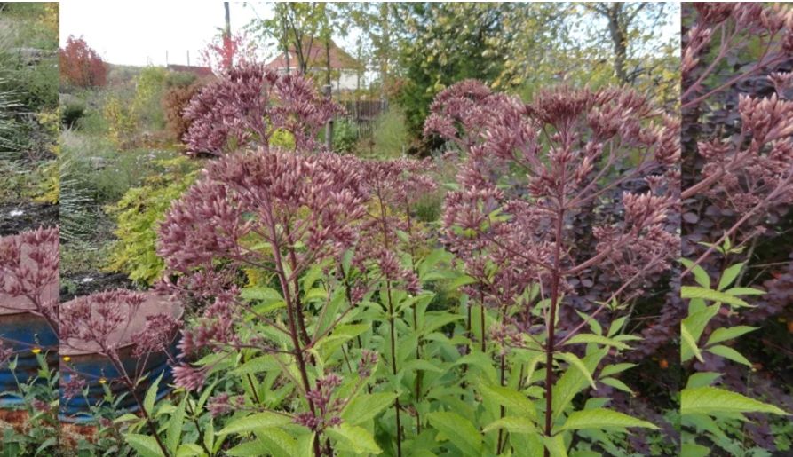 Посконник: секреты успешного выращивания высотного растения для вашего сада