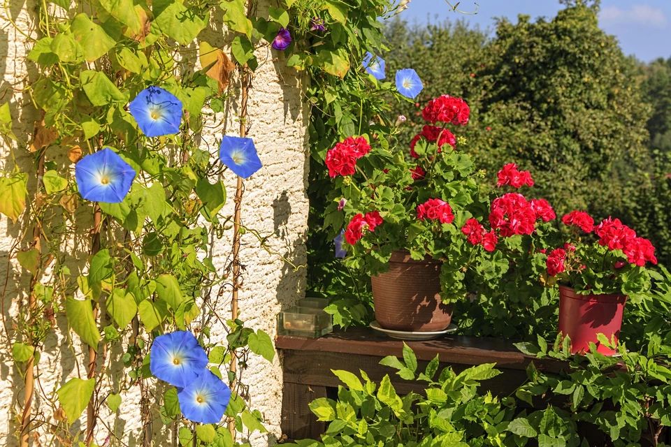 Опасная красота: Почему ипомея стала угрозой для садоводов