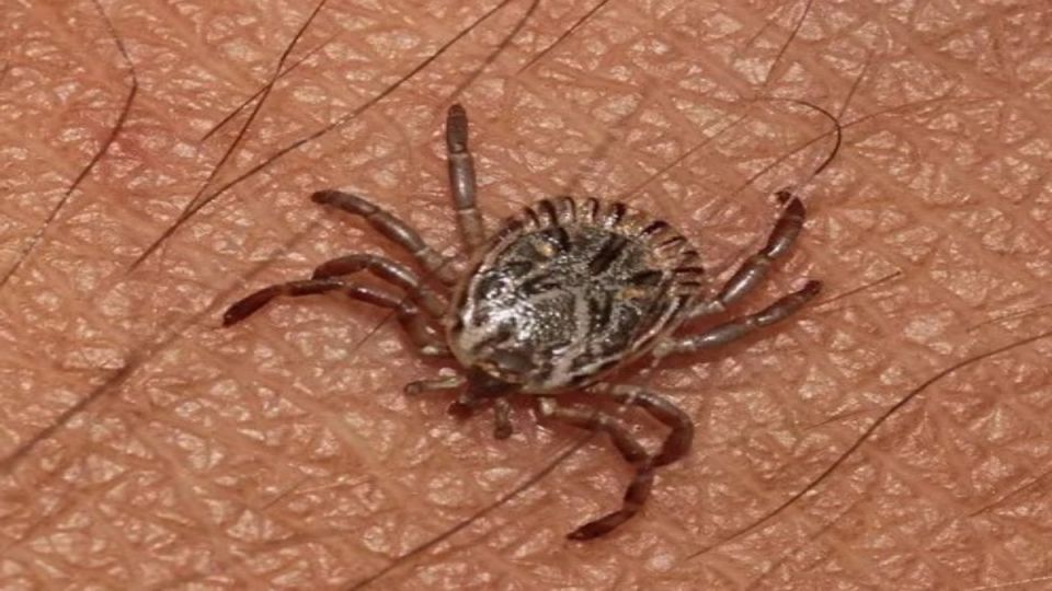 Как защититься от укусов клещей: проверенные методы