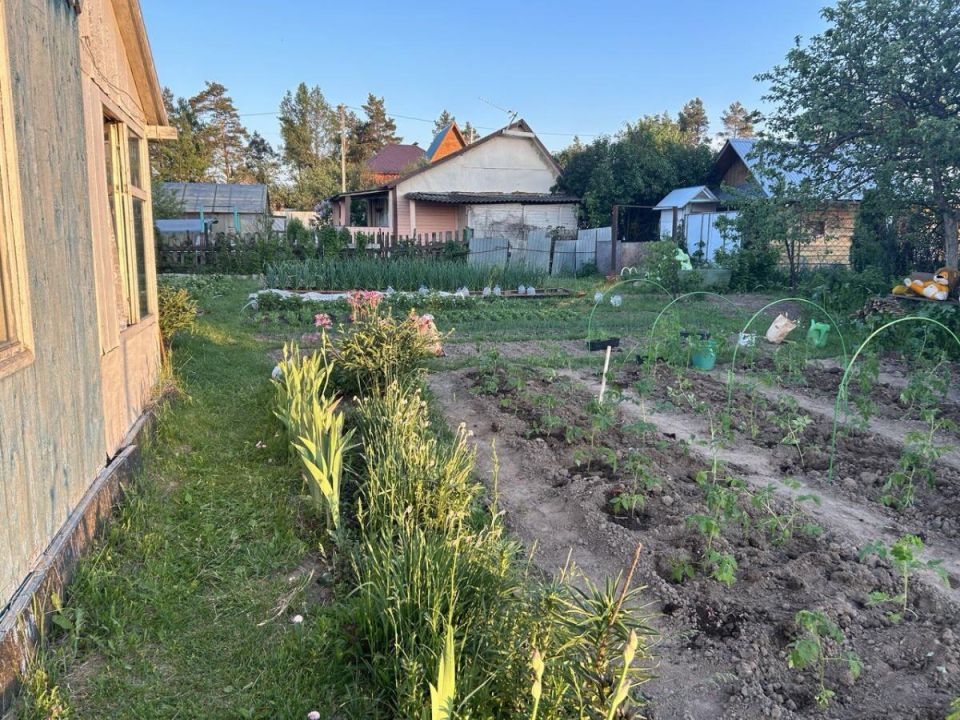 Как растения могут защитить сад от надоедливых клещей