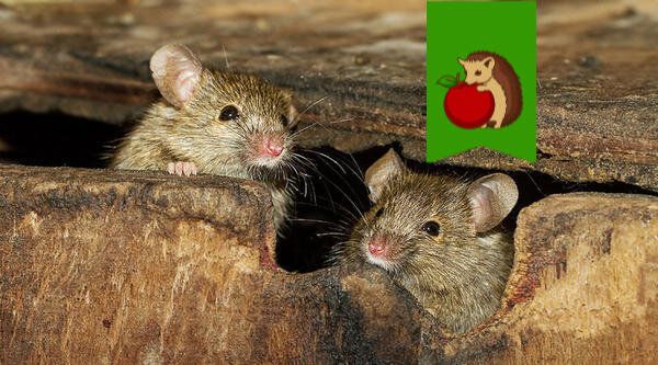 Эффективные способы борьбы с мышами на даче: как защитить свой дом