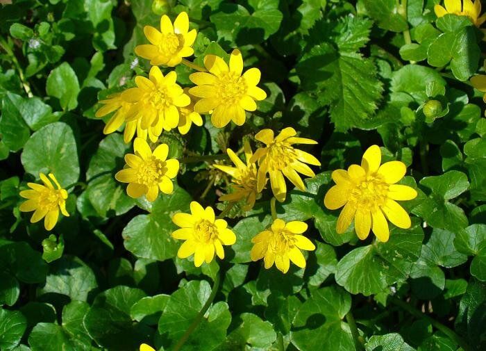 Чистотел и его магия: как использовать это растение для укрепления овощей в вашем огороде