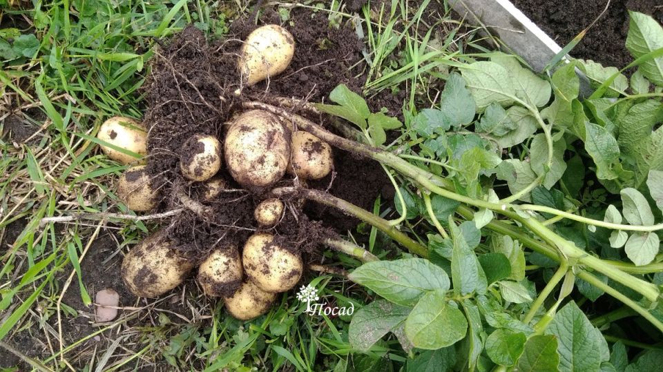 Сидераты: секреты успешного использования и распространенные ошибки