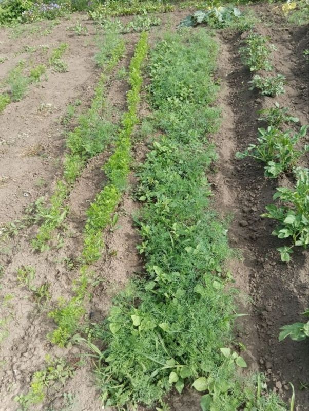 Как укроп завоевал дачные просторы: советы по его использованию