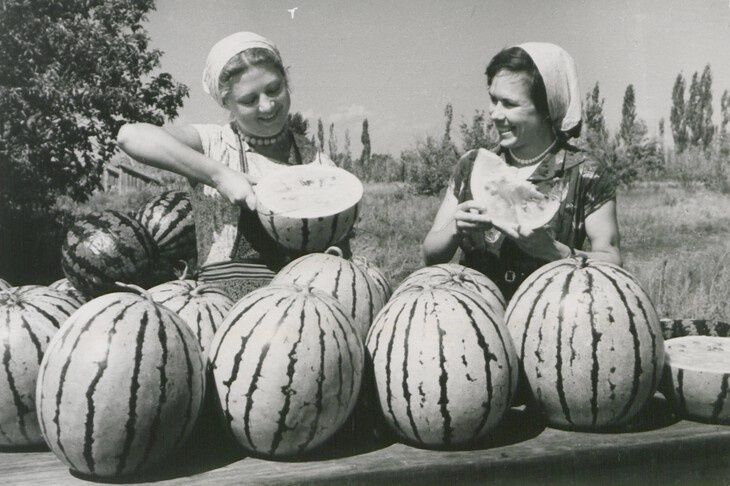 Как арбузы завоевали славу Волгоградской области