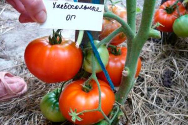 На пике популярности: томаты Хлебосольный завоевывают сердца огородников