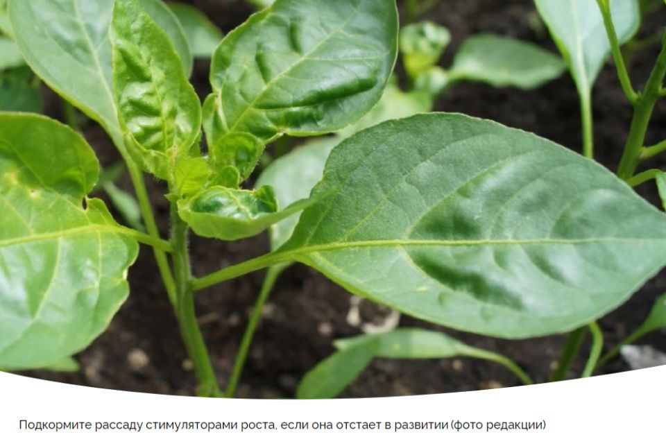 Лунный календарь: Лучшие дни для садоводства с 24 февраля по 1 марта