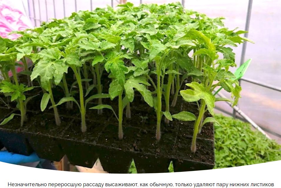 Как избежать вытягивания рассады: советы и решения для успешного роста