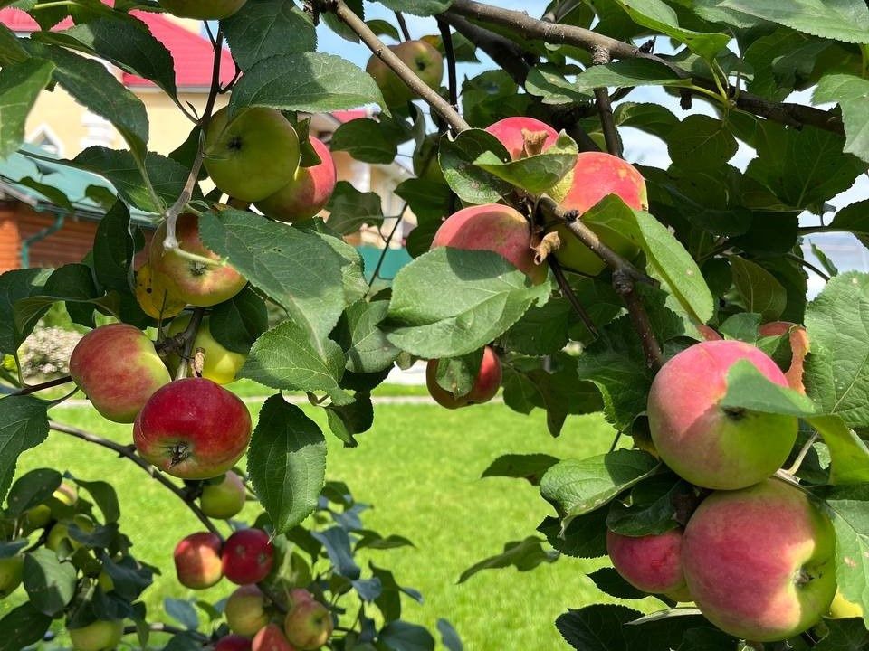 6 шагов к восстановлению старого сада