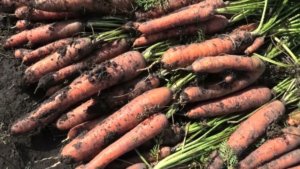 Как защитить урожай моркови: секреты успешного огородника