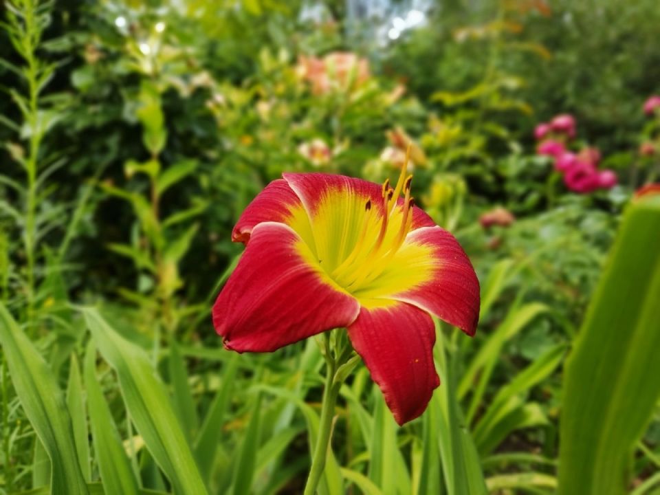 ������ ����������� � ������ ����������: �������� Christmas Is � ����� ����