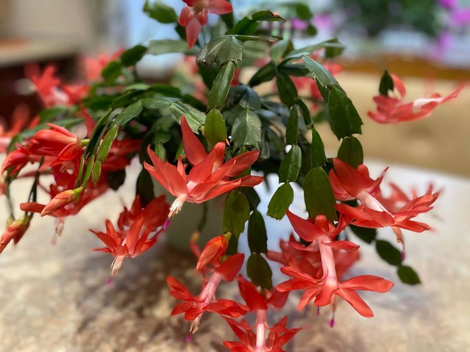 ������ ������ ���������� �������: 3 ��������� ������� � �������