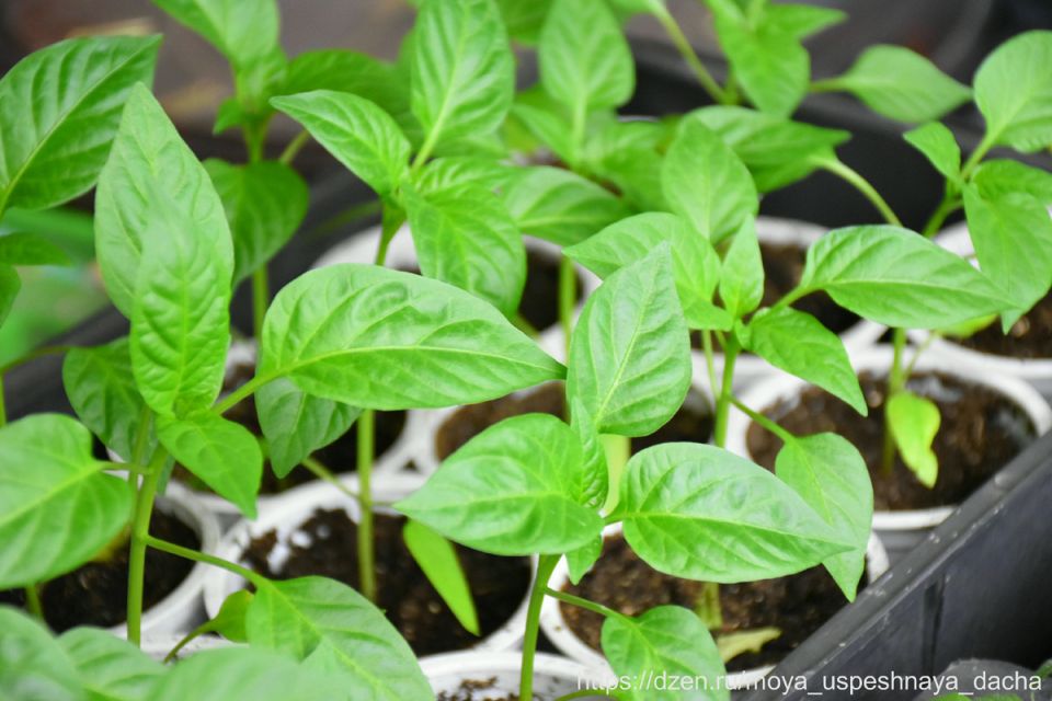 ������ ������� ��� �������: ������������� ������ � ������� ������ �� ���������-�����������������